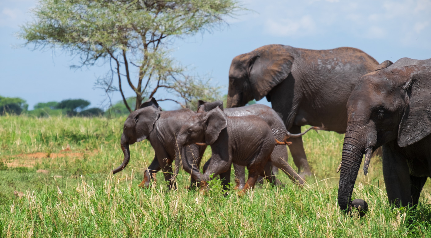 Elephant With Children