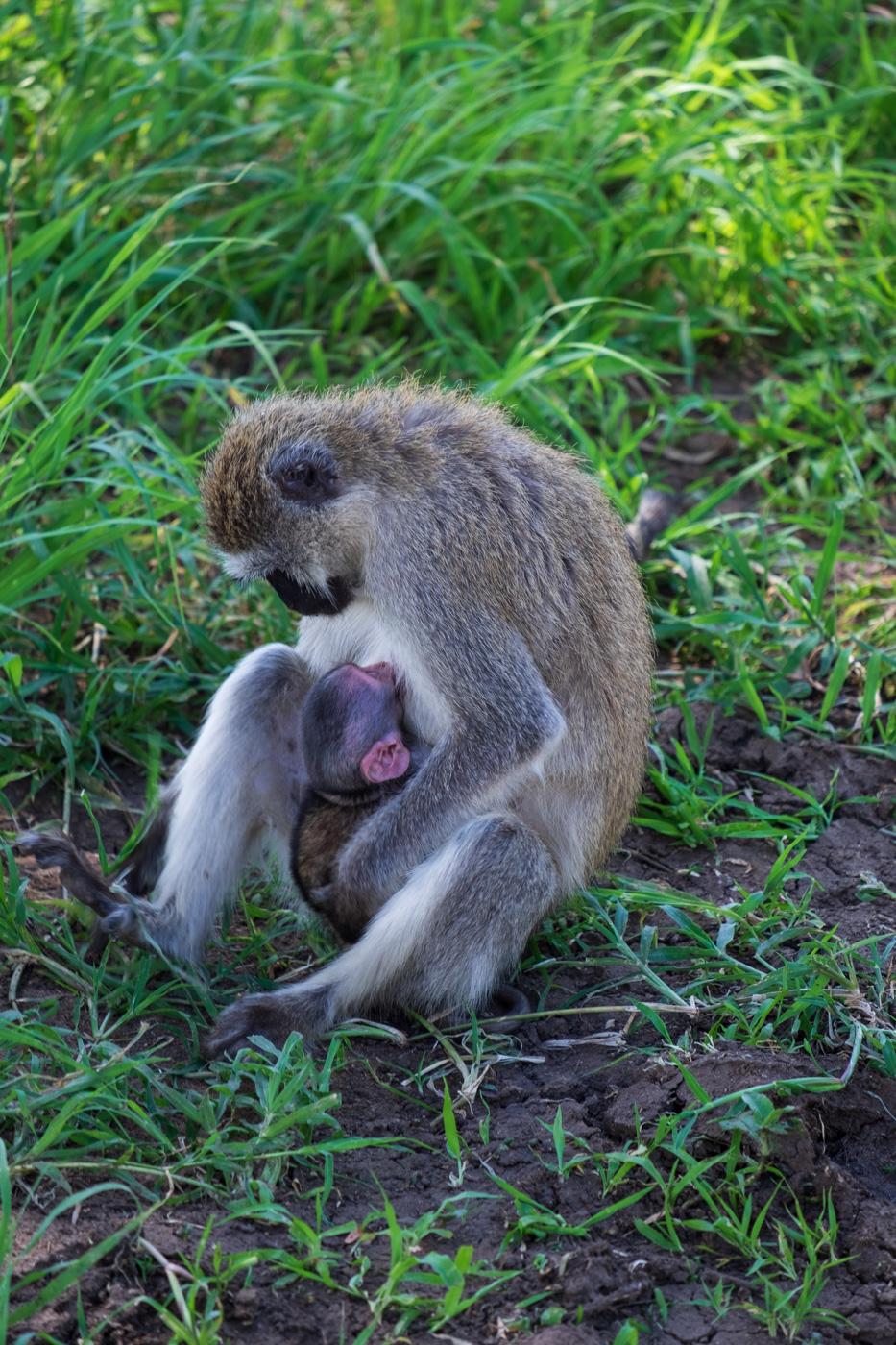Monkey With Baby